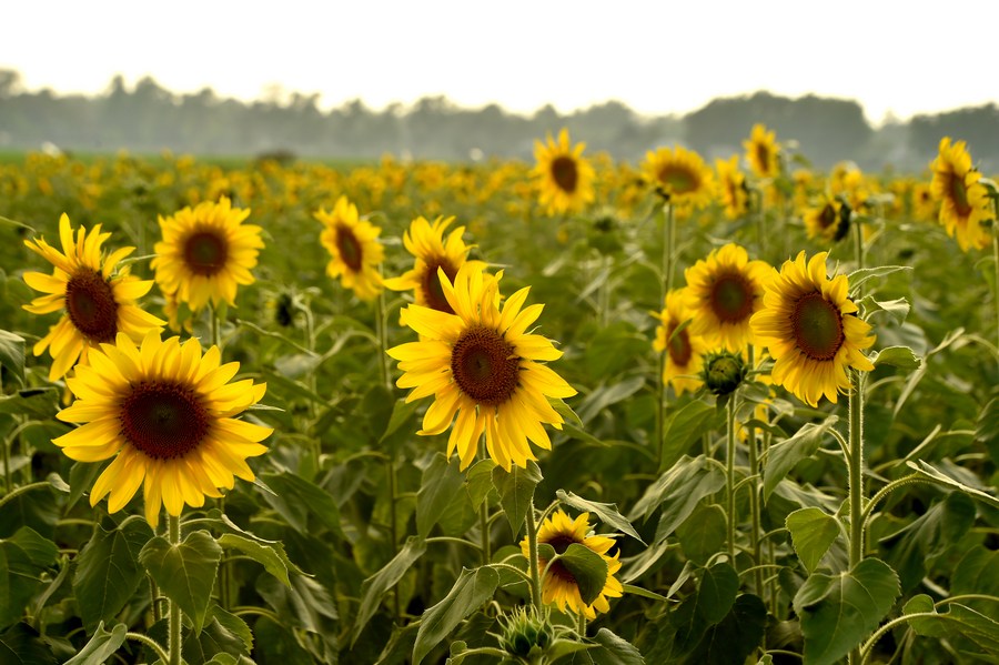 Asia Album Sunflowers bloom in Bangladesh's Brahmanbaria district