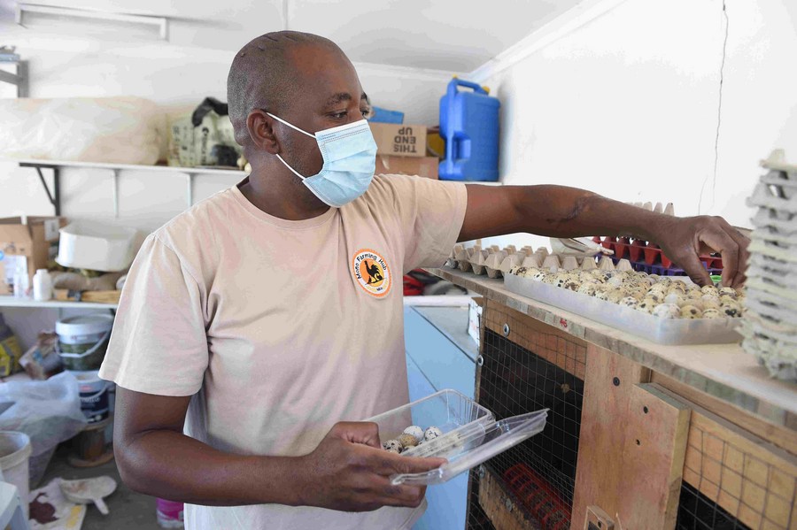(Hello Africa) Feature Botswana farmers make fortune through quail