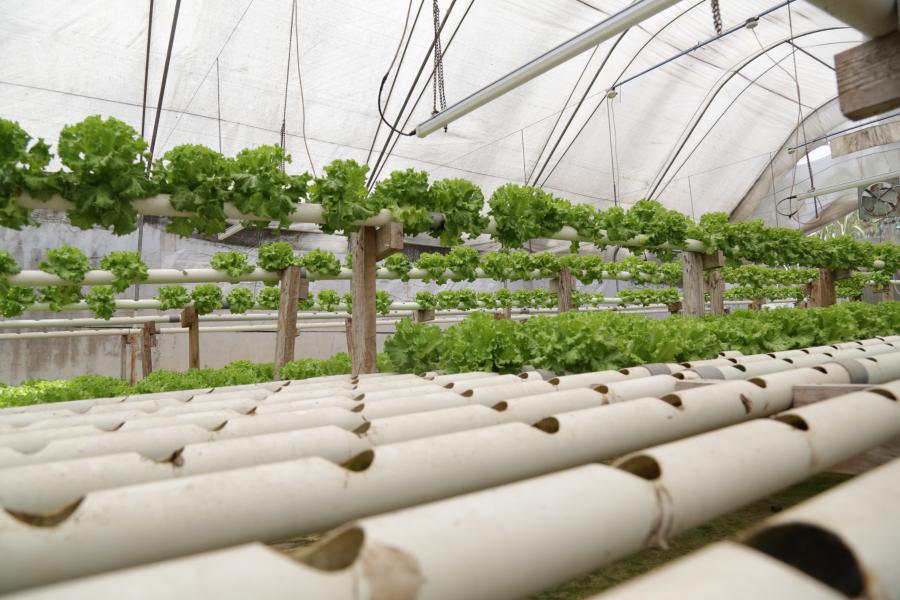 Hydroponics Farming In Kenya