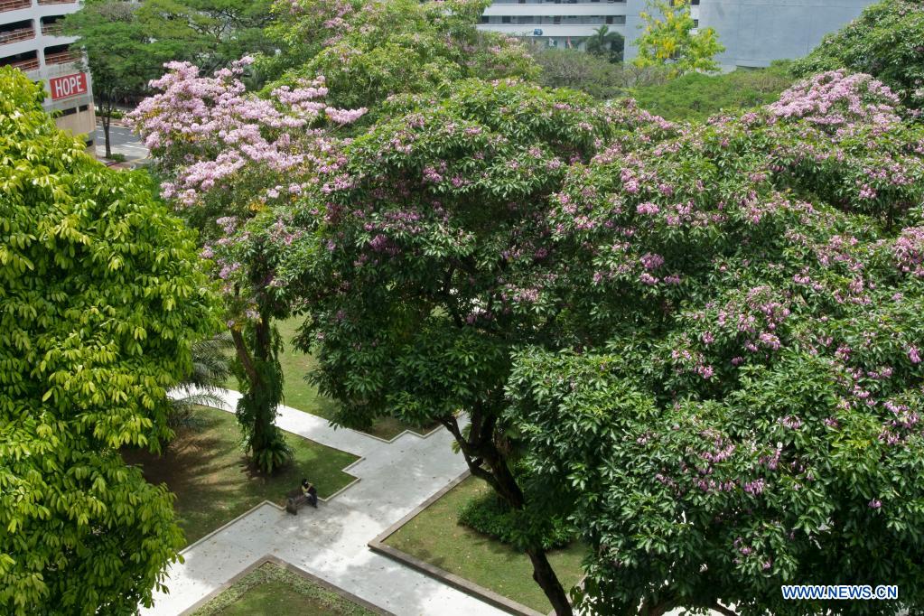 Flowers of trumpet trees blossom in Singapore Xinhua English.news.cn