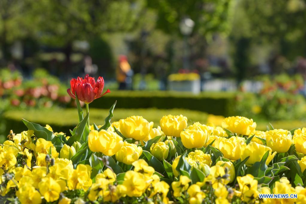 Spring scenery in Vienna, Austria Xinhua English.news.cn