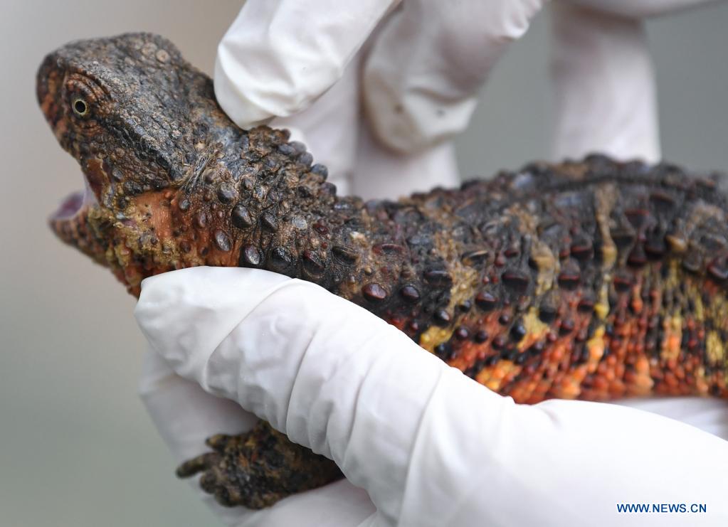Wild population of Chinese crocodile lizards remains stable Xinhua