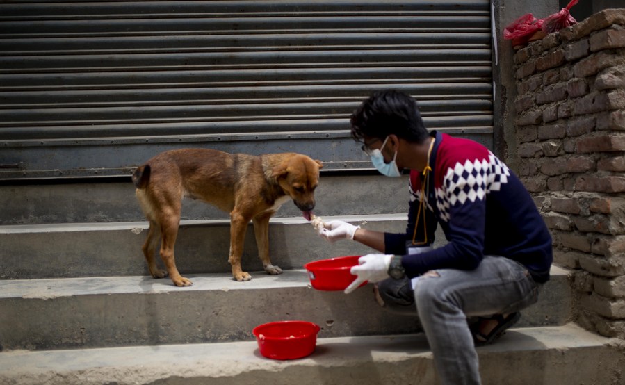 Nepali activists feed stray animals amid COVID-19 lockdown - Xinhua |  