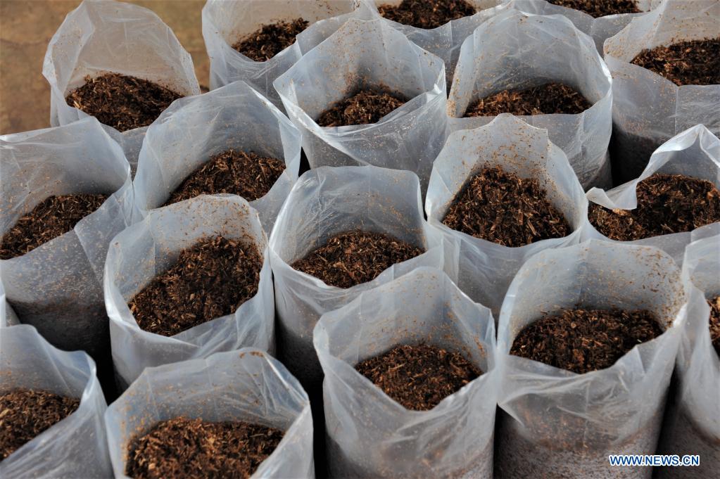 Feature From accountant to "mushroom queen," Ghanaian woman rakes in