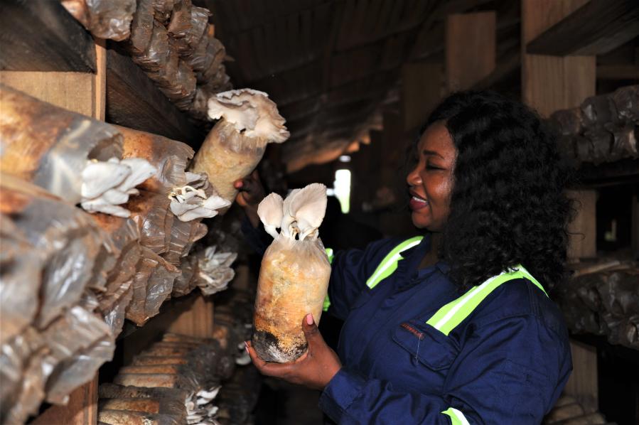 (Hello Africa) Feature From accountant to "mushroom queen," Ghanaian