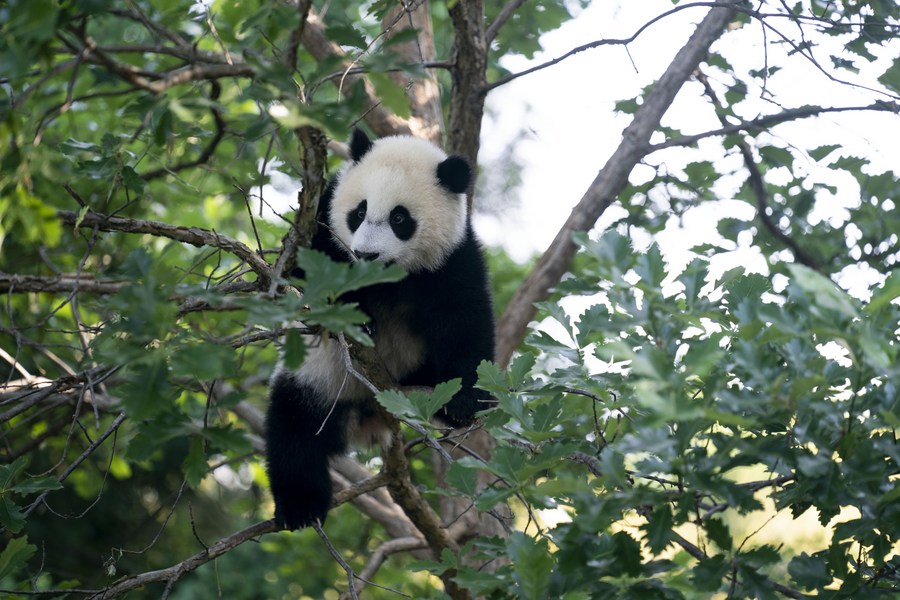 Feature Healthy and happy, panda cub Xiao Qi Ji ready to