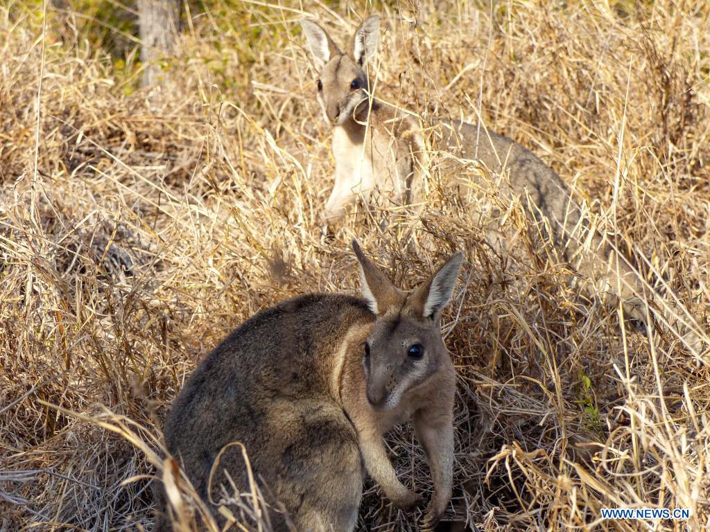 Australia's endangered wallaby back after ferals fenced out - | English.news.cn