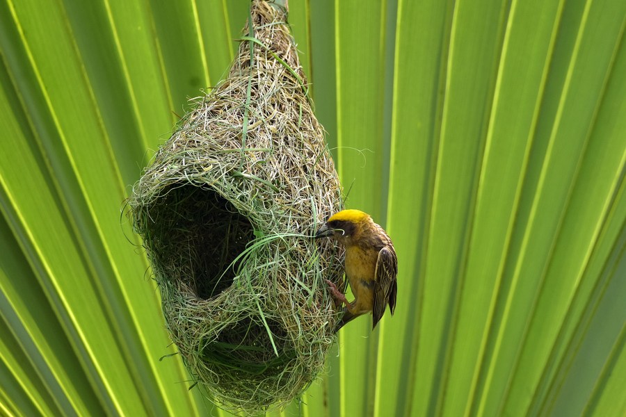 Asia Album Nature's talented architect Baya weaver bird building