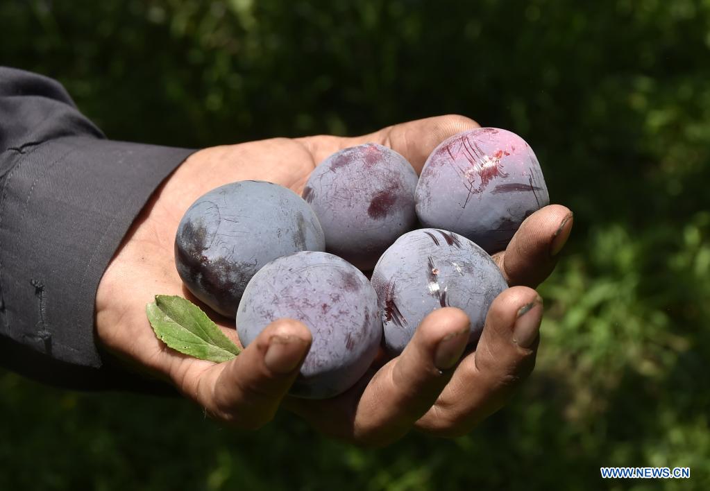 Workers harvest plums in northwest Pakistan's Peshawar Xinhua