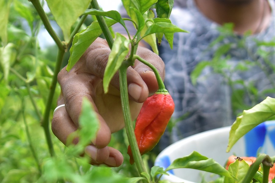 Asia Album: Do you dare to try ghost chilli? - Xinhua | English.news.cn