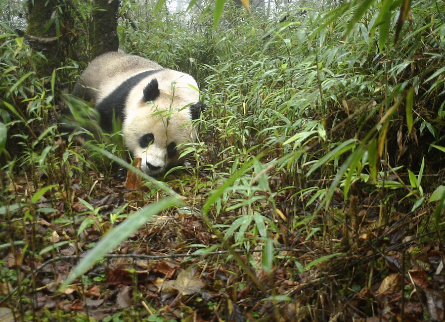 Wild giant pandas in China no longer 