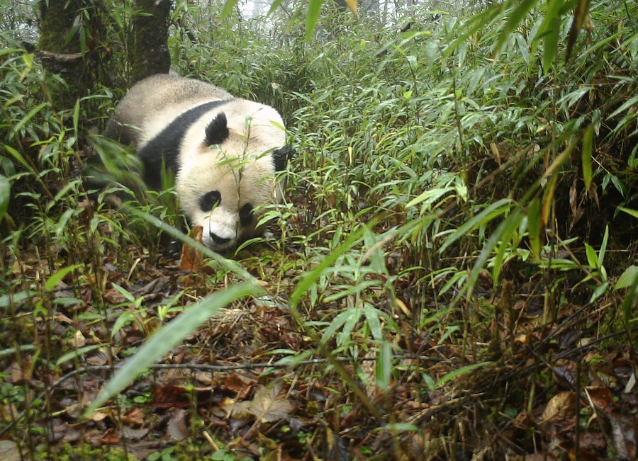 Wild giant pandas in China no longer "endangered" - Xinhua | English