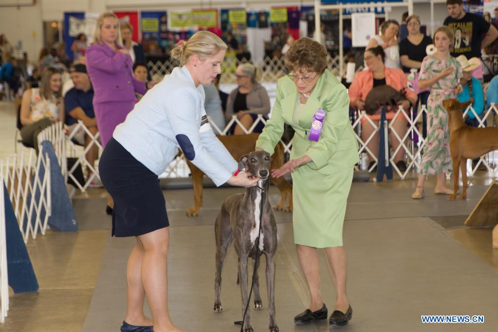 Dog show held in Dallas Xinhua English.news.cn