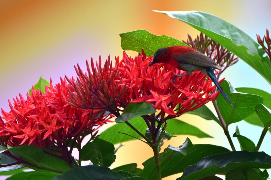 Asia Album Sunbird collects nectar from flower in India's Assam