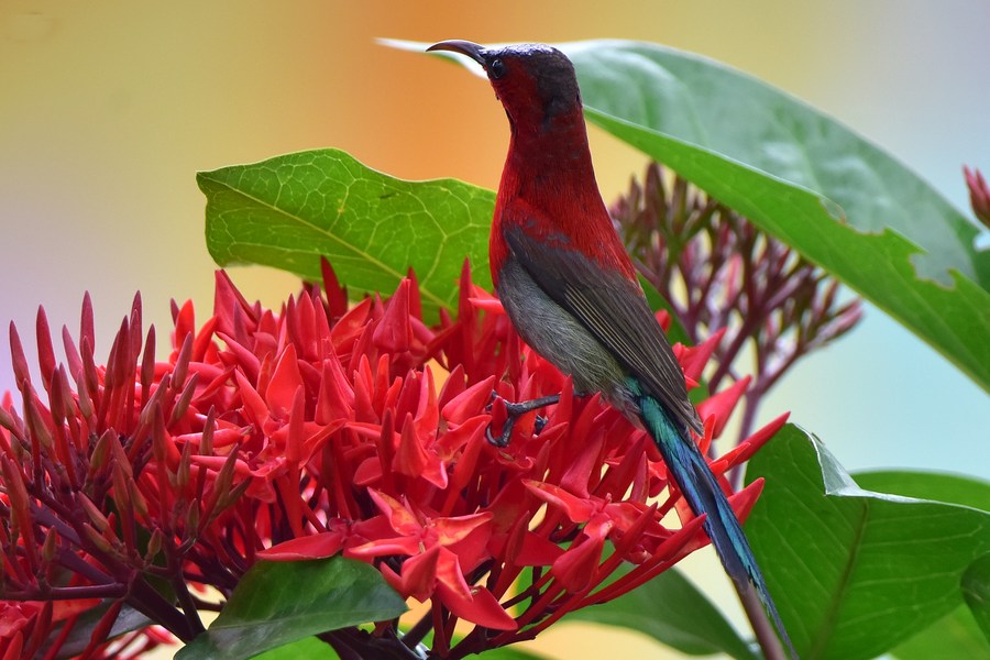 Asia Album Sunbird collects nectar from flower in India's Assam