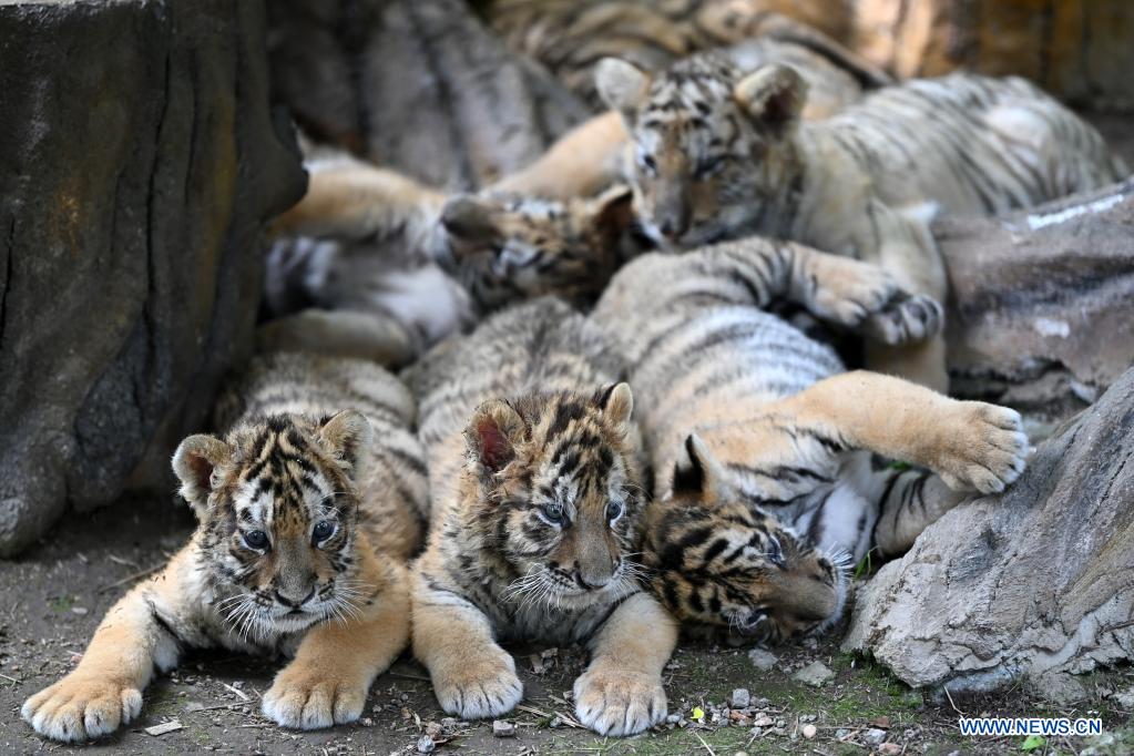 Photos of wild tiger cubs in Thailand rekindles hope for species
