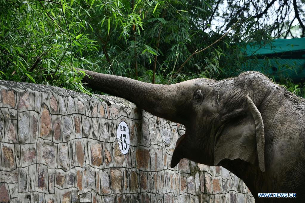 Delhi Zoo reopens to public in India Xinhua English.news.cn