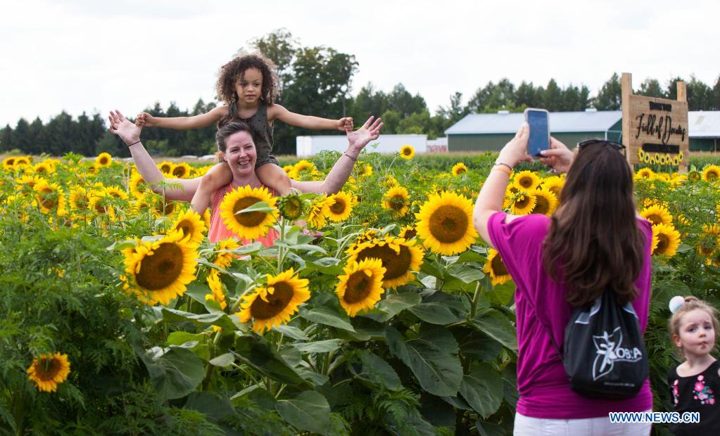 Sunflower Festival held in Caledon, Canada Xinhua English.news.cn