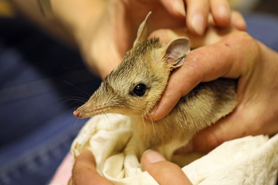 Bandicoots get new lease of life in Aussie outback - Xinhua |  