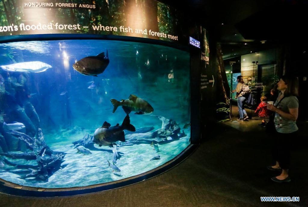 Vancouver Aquarium reopens to public Xinhua English.news.cn