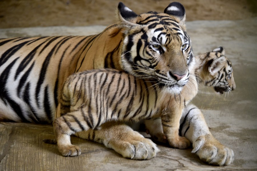Bengal Tiger Cubs Images