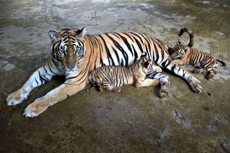Asia Album: 2 Royal Bengal Tiger cubs playing with mother at zoo