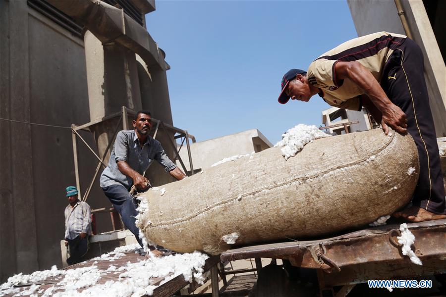 EGYPT-SHARQIYA-ECONOMY-COTTON-EXPORT
