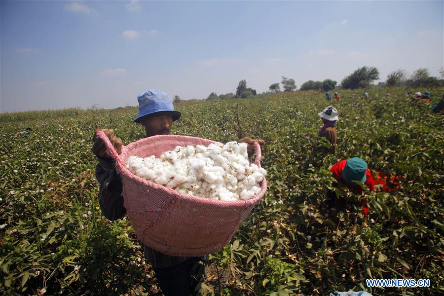 EGYPT-SHARQIYA-COTTON-HARVEST