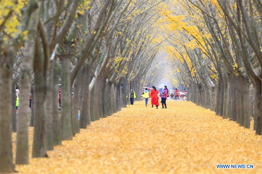 #CHINA-JIANGSU-GINKGO TREES (CN)