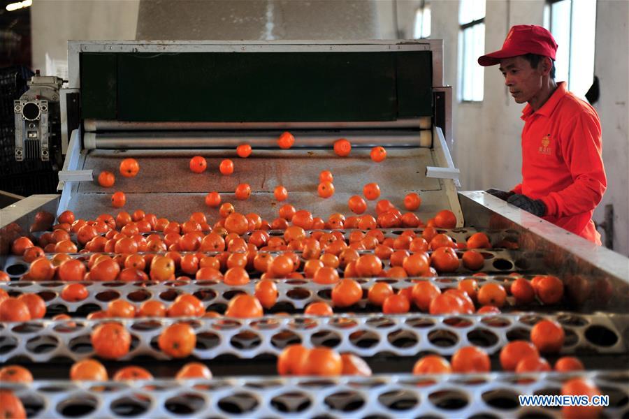 #CHINA-HUBEI-CITRUS EXPORT (CN)