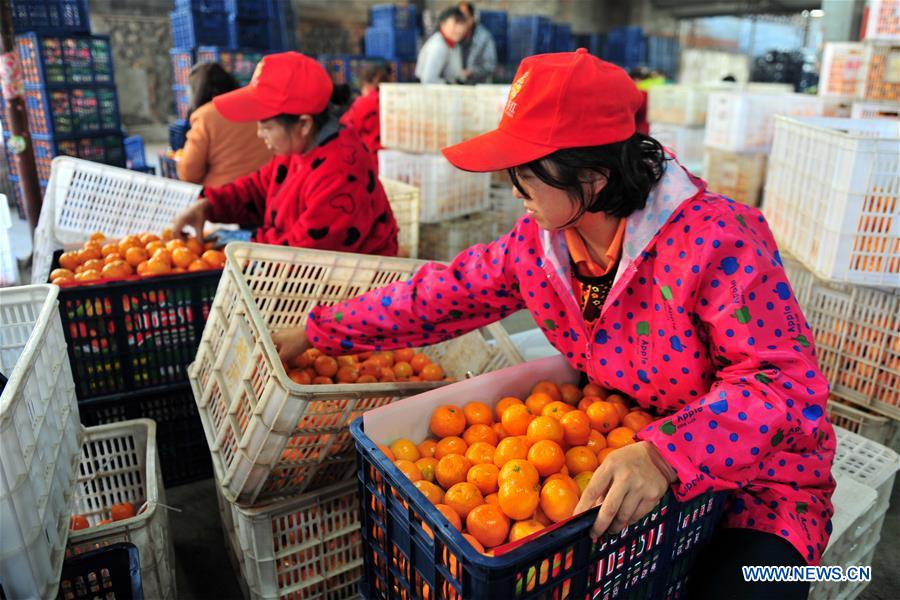 #CHINA-HUBEI-CITRUS EXPORT (CN)