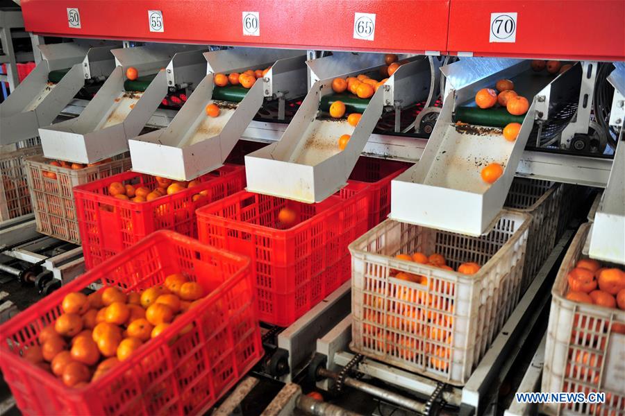 #CHINA-HUBEI-CITRUS EXPORT (CN)