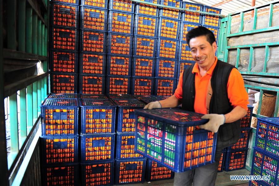 #CHINA-HUBEI-CITRUS EXPORT (CN)