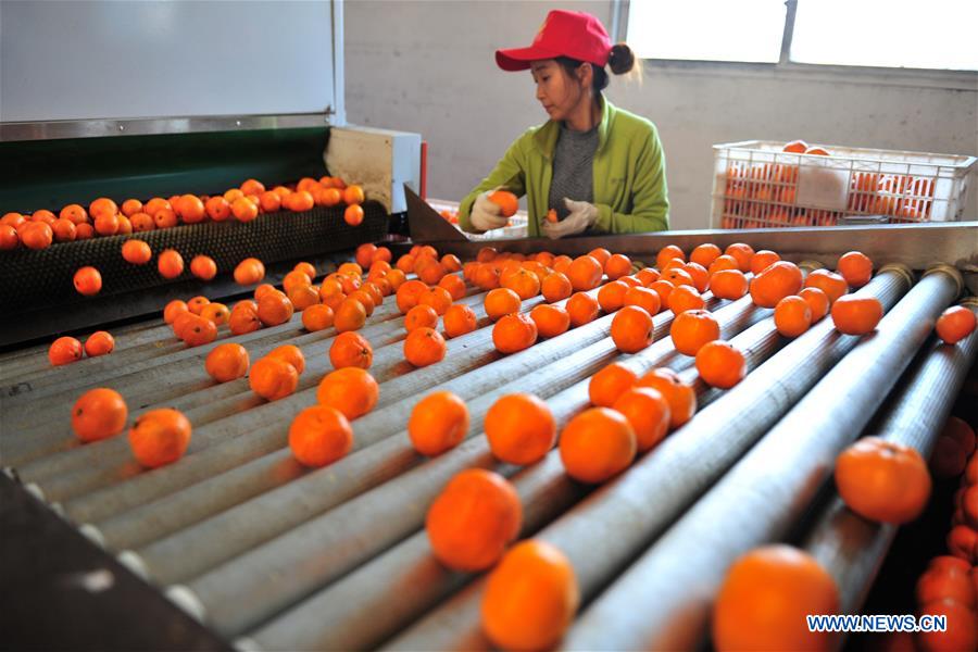 #CHINA-HUBEI-CITRUS EXPORT (CN)