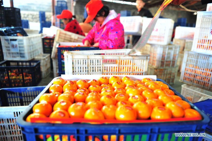 #CHINA-HUBEI-CITRUS EXPORT (CN)