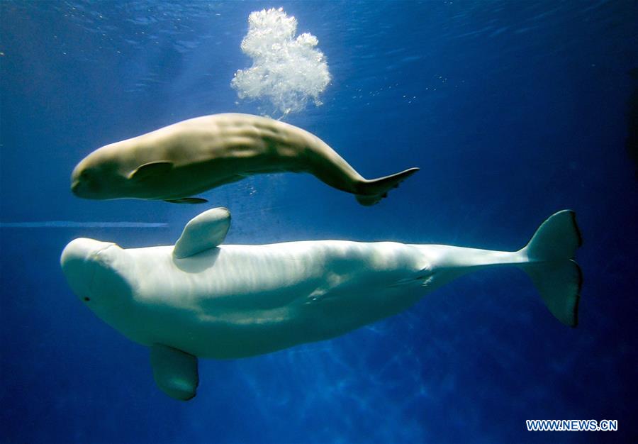 CHINA-GUANGDONG-ZHUHAI-WHITE WHALE (CN)