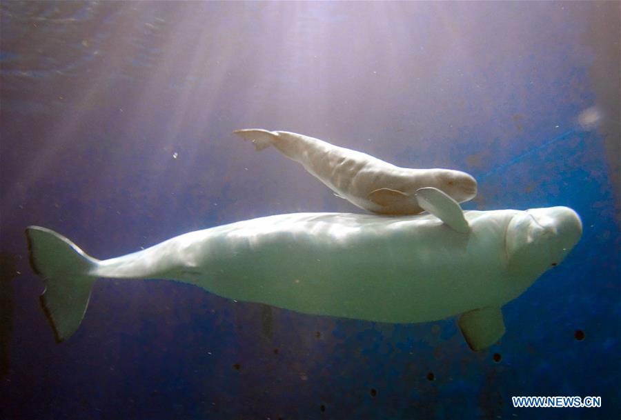 CHINA-GUANGDONG-ZHUHAI-WHITE WHALE (CN)