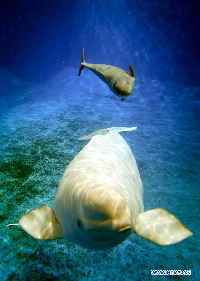 CHINA-GUANGDONG-ZHUHAI-WHITE WHALE (CN)