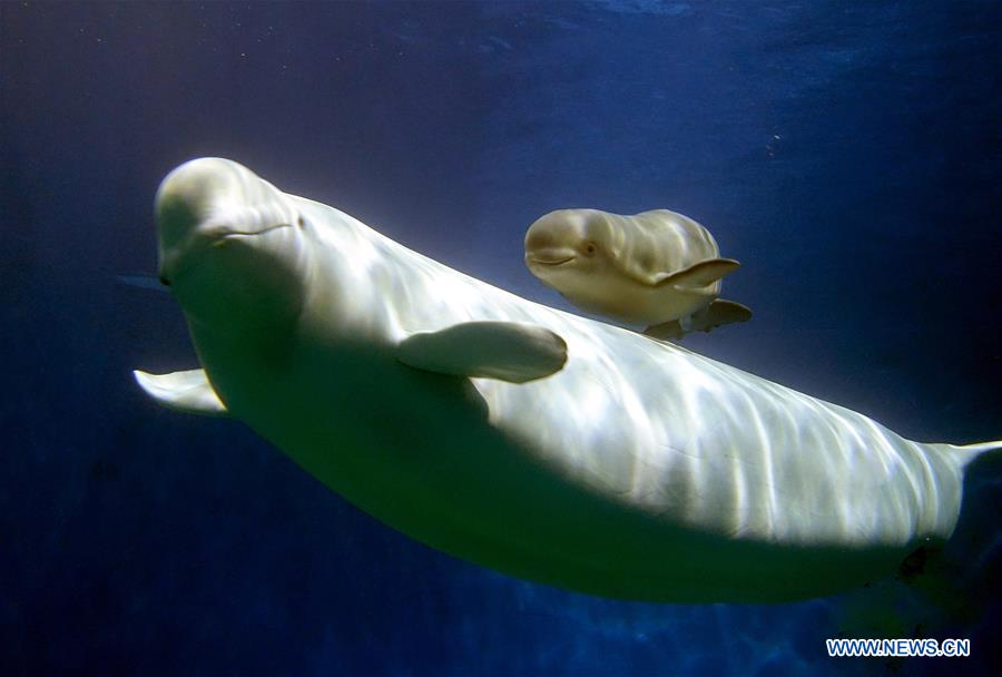 CHINA-GUANGDONG-ZHUHAI-WHITE WHALE (CN)