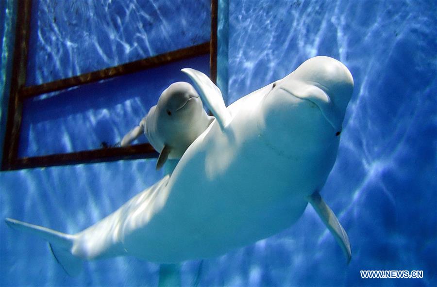 CHINA-GUANGDONG-ZHUHAI-WHITE WHALE (CN)