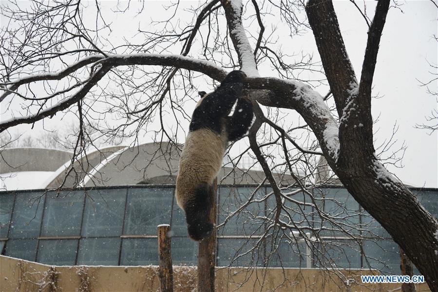#CHINA-BEIJING-SNOW-GIANT PANDA (CN)