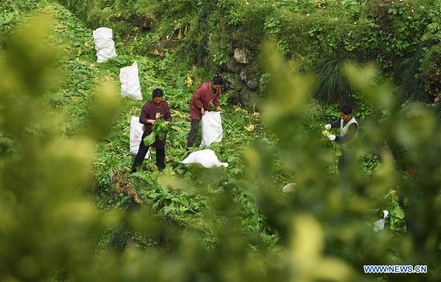 CHINA-CHONGQING-ECONOMY-PICKLE (CN)
