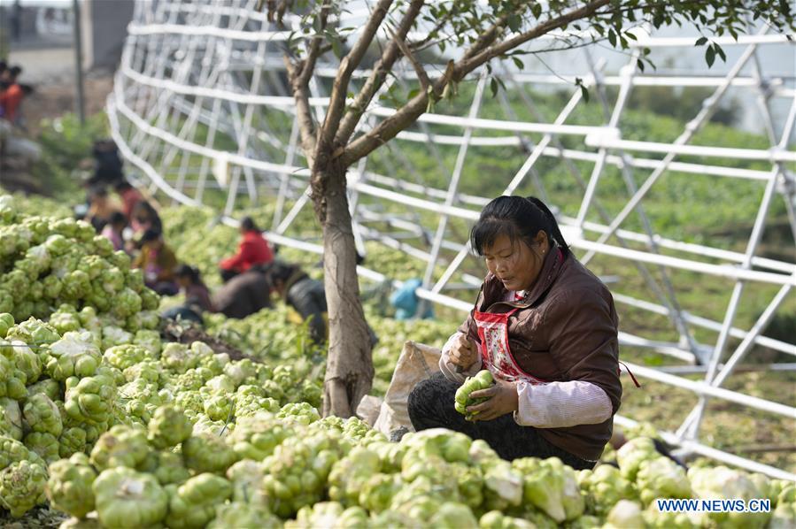 CHINA-CHONGQING-ECONOMY-PICKLE (CN)