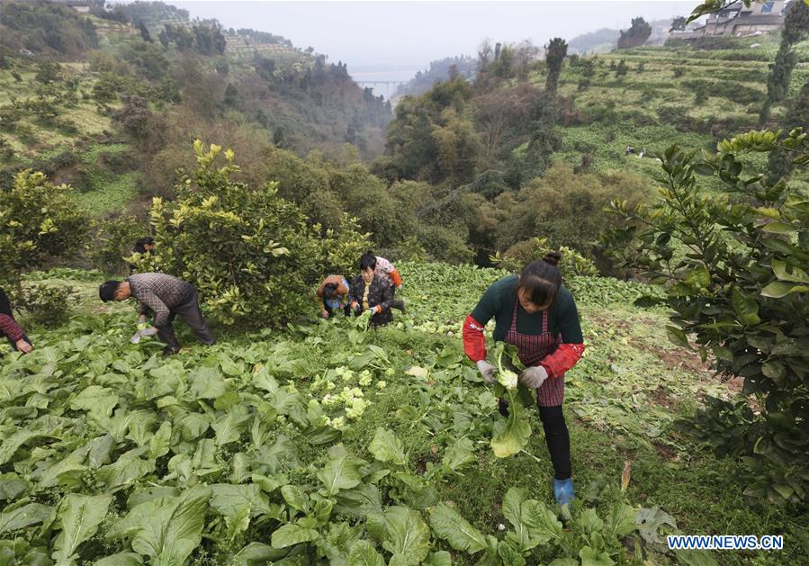 CHINA-CHONGQING-ECONOMY-PICKLE (CN)