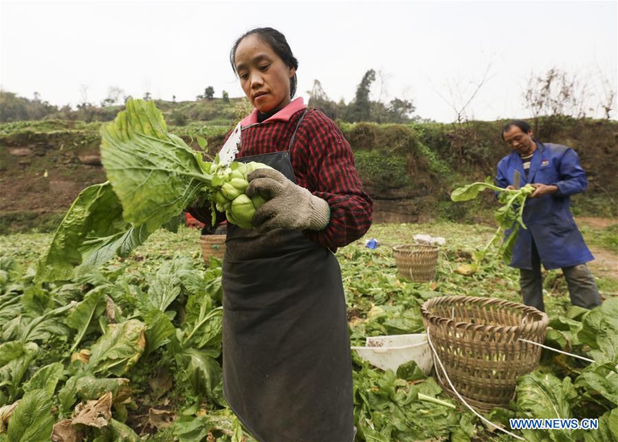 CHINA-CHONGQING-ECONOMY-PICKLE (CN)