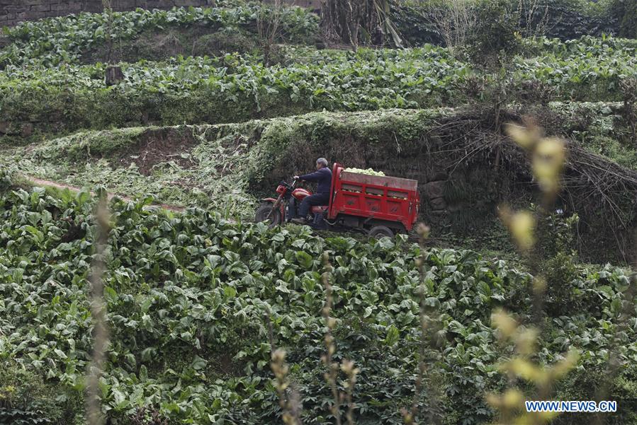 CHINA-CHONGQING-ECONOMY-PICKLE (CN)