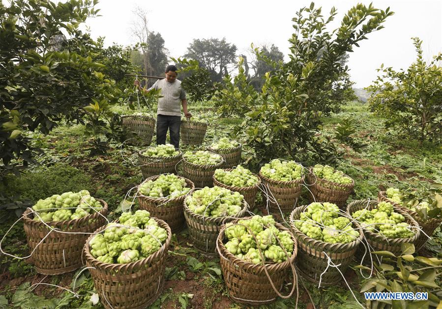 CHINA-CHONGQING-ECONOMY-PICKLE (CN)