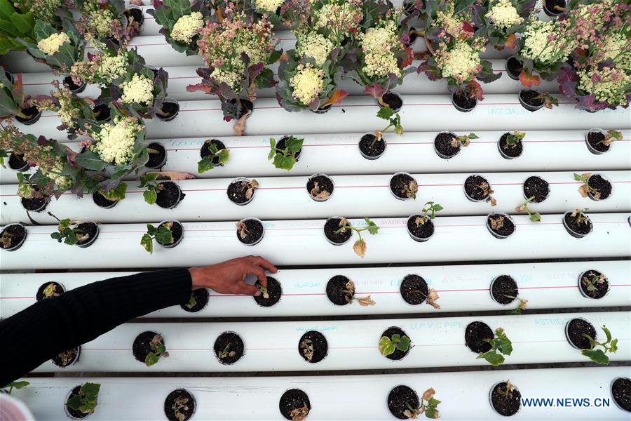 EGYPT-BEHEIRA-VILLAGE-POVERTY ALLEVIATION