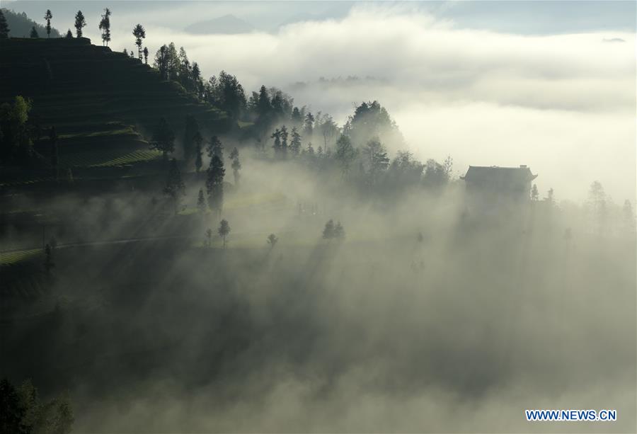 #CHINA-HUBEI-ENSHI-FOG-TEA PLANTATION(CN)