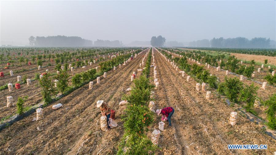 #CHINA-SUMMER-FARMING(CN)